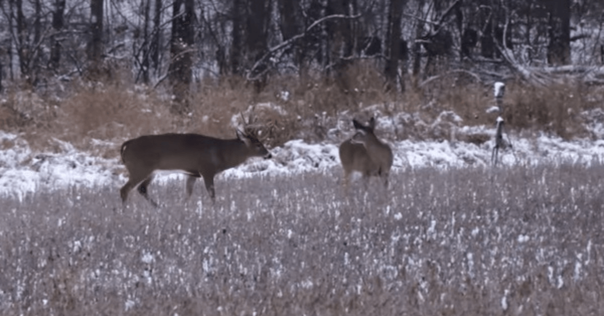 Refining Late-Season Deer Hunting Tactics